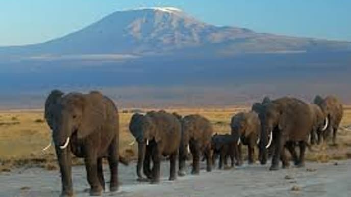Watch for Game beneath Kilimanjaro
