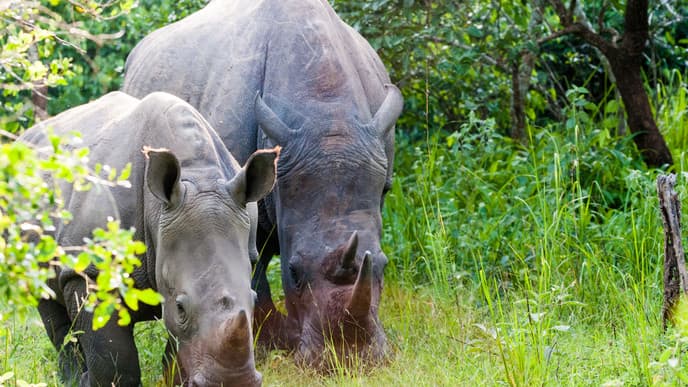 Marvel At Rhinos In Ziwa Sanctuary