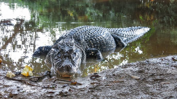 River Safari at the Beni Pampas Grassland