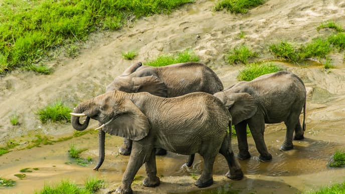 Riesige Elefentenherden und majestätische Baobab