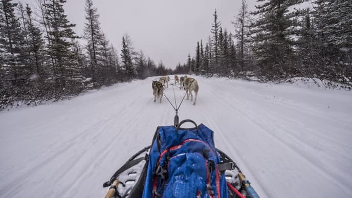 Dog sledding & culture