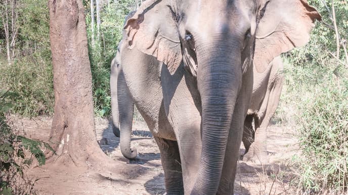Spend an Entire Day With Elephants