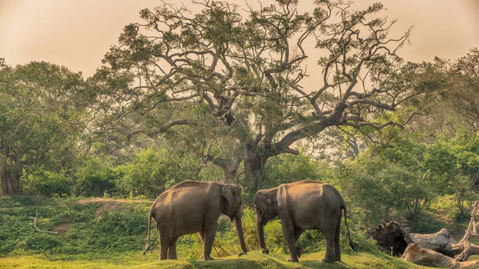 Safari adventures in Yala National Park