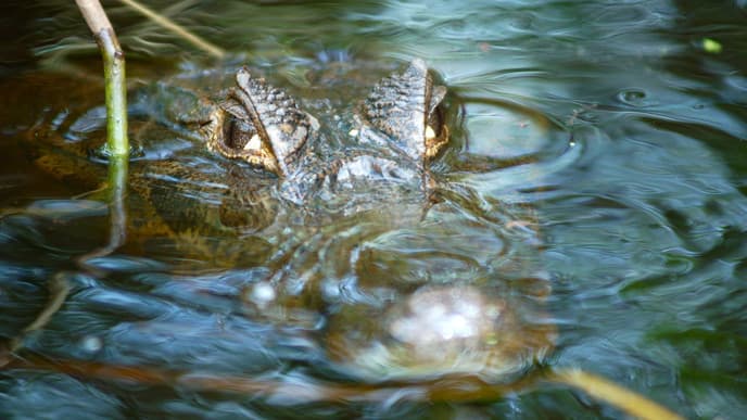 Journey to the Bolivian Amazon