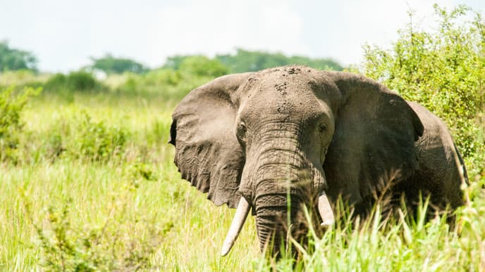 A Morning Game Drive and Chimp Trekking