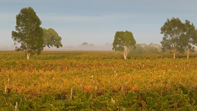 Welcome to the Coonawarra wine region
