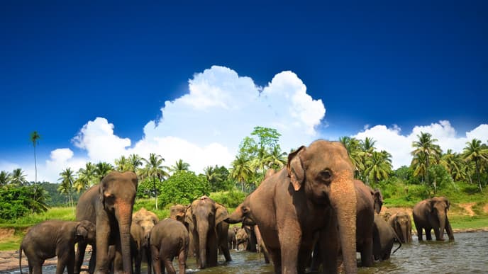 Elefanten Waisenhaus
