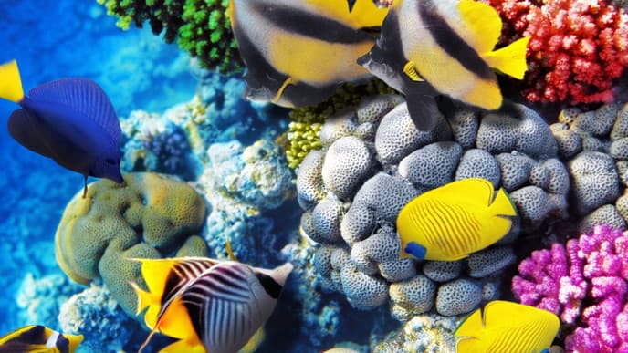 Discover The Colorful Red Sea Underwater World In Hurghada