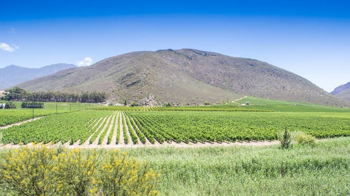Wineries of the Cape
