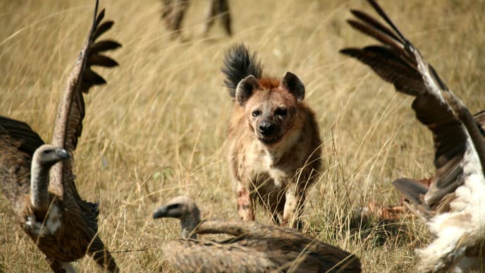 Customize Your Tour At Masai Mara National Reserve
