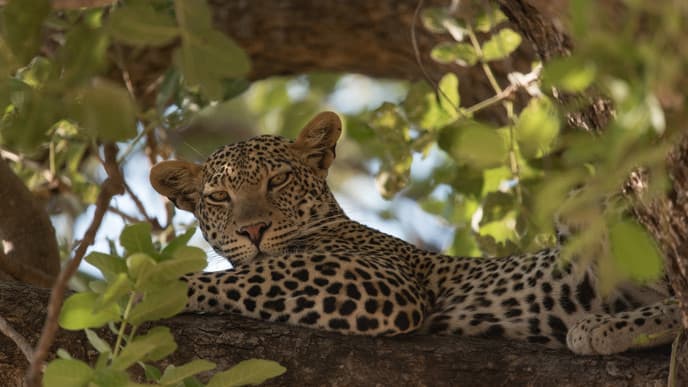 Journey north to Ruaha
