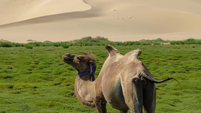 Kamelritt entlang der Khongor Sanddünen