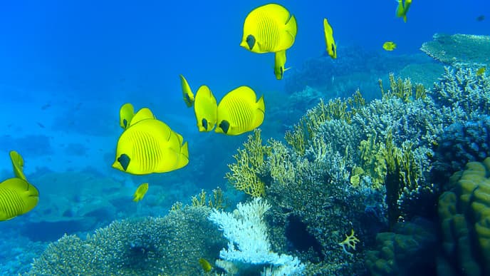 Snorkeling Lovers are invited