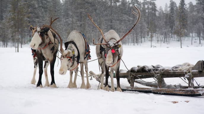Authentic Sami and reindeer experience