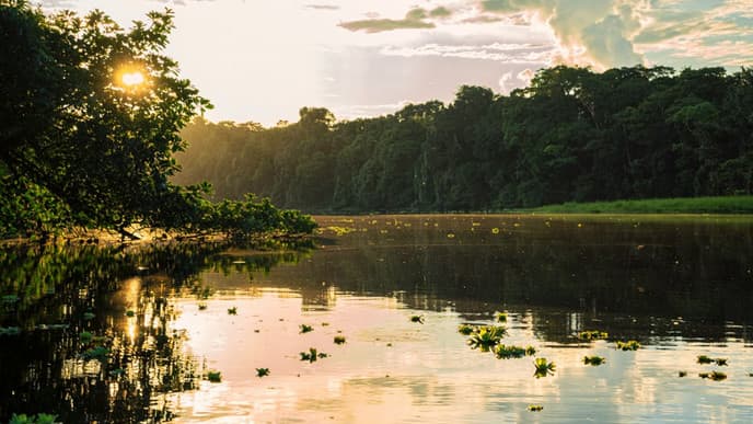 Welcome to the rainforest