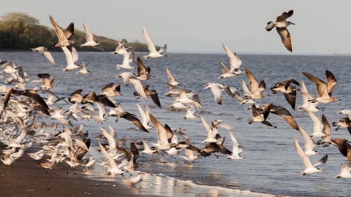 The wild Coiba Archipelago