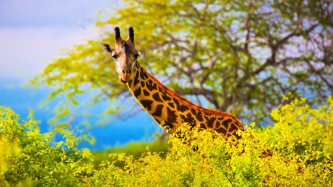 Ngarenanyuki – Tarangire Nationalpark