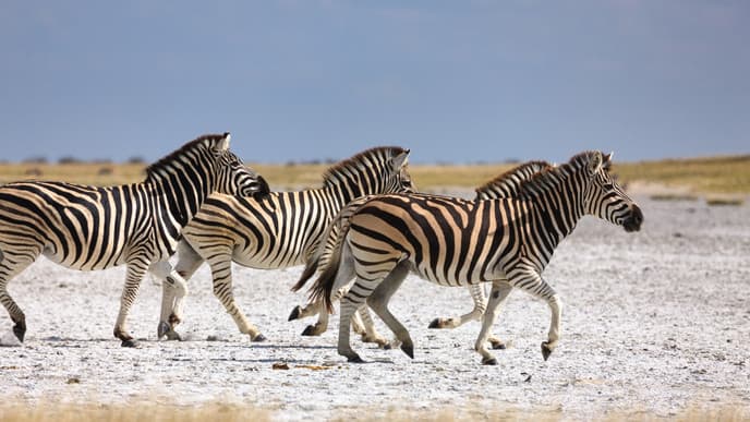 Die Wanderung der Zebras und Gnus