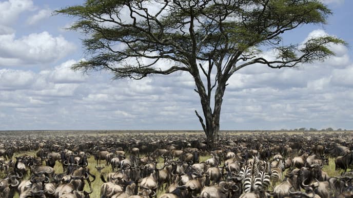 Serengeti Fluss