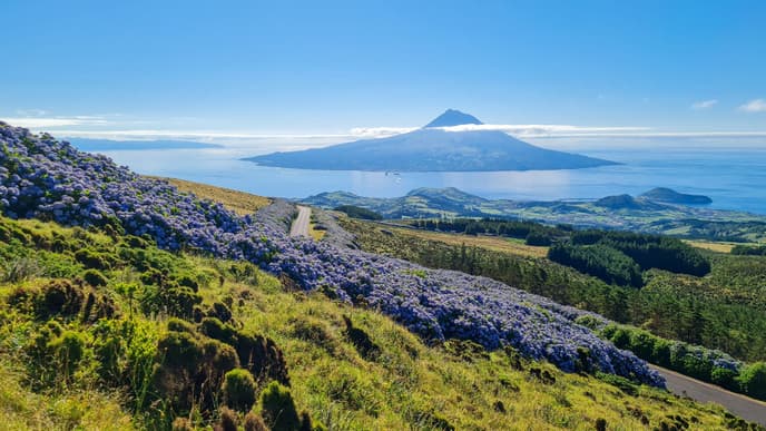 Taste the Flavors of Pico's Vineyards