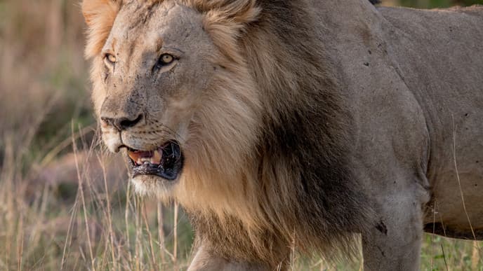 Welgevonden Game Reserve erleben