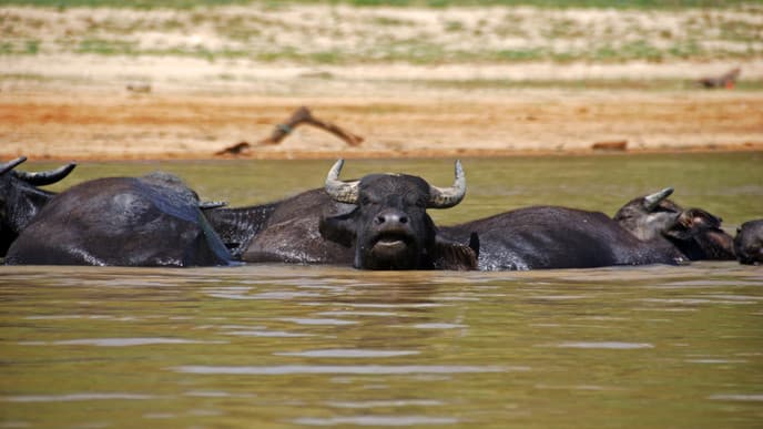 Cruise Along the Tahan River