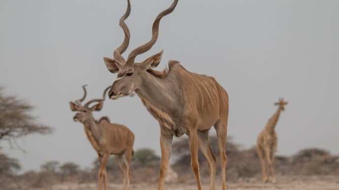 Das gesamte Spektrum der afrikanischen Wildnis