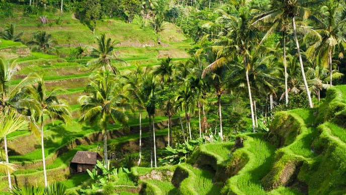 Entdeckungstouren durch Ubud