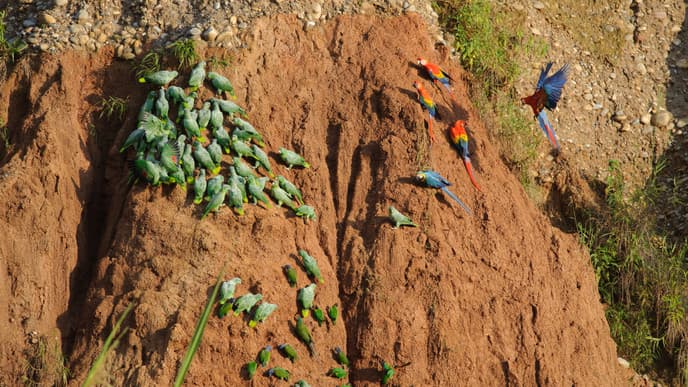 Soak up the marvels of Tambopata