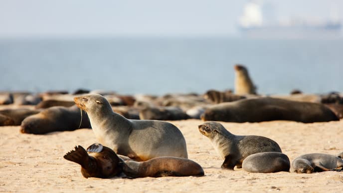 Free Day In Swakopmund