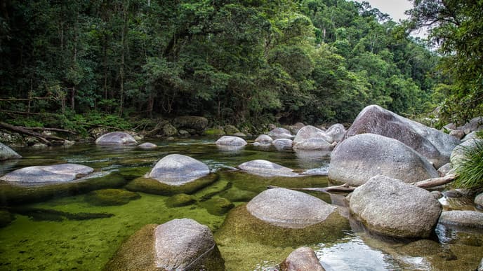 Daintree delights