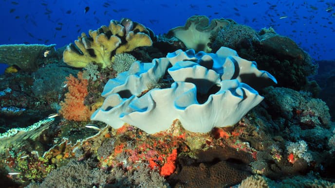 Take a deeper dive into Nusa Penida