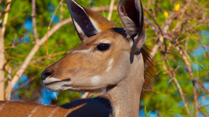 Enjoy Game Drives On The Greater Moremi Game Reserve Area