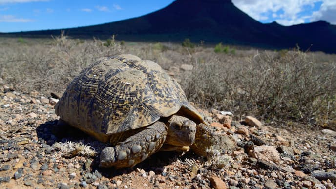Aktivitäten im Karoo Nationalpark