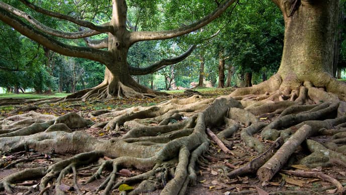 Wanderung im Regenwald