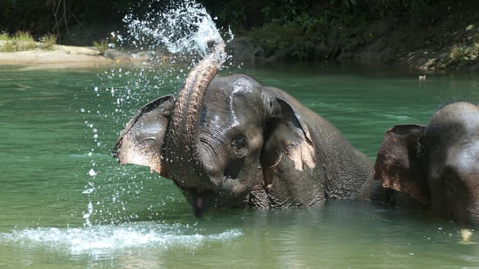 Splashing around with elephants
