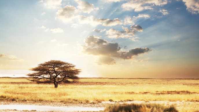 Big Five und andere Tiere