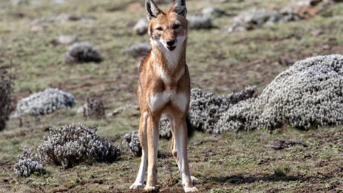 Magical Harenna Forest