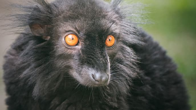 Das letzte Refugium des schwarzen Lemuren