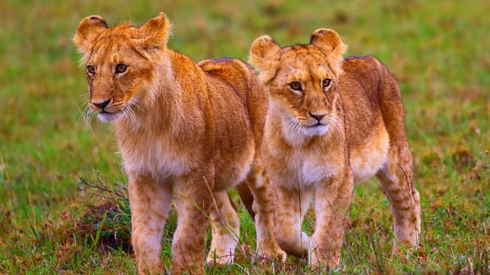 Der König der Tiere: der Löwe