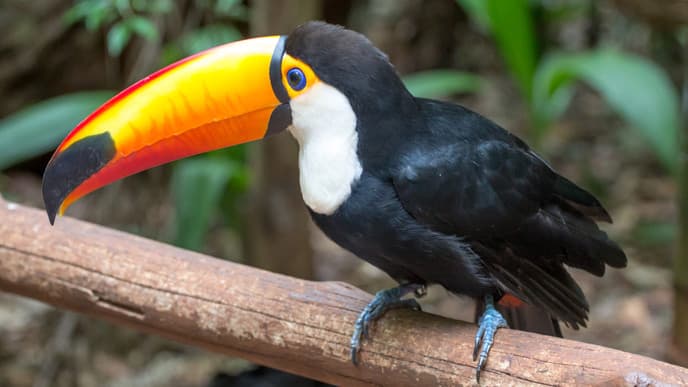 Brasilianische Seite der Wasserfälle
