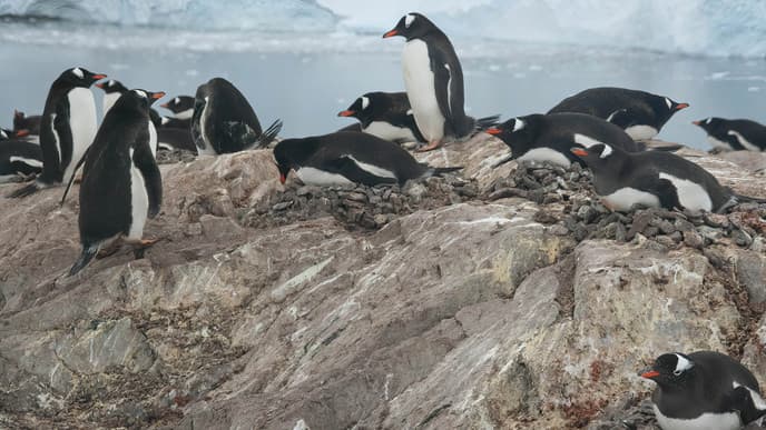 Relax on the beach at Neko Harbor