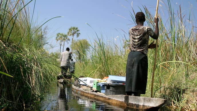 Krokodile im Okavango River