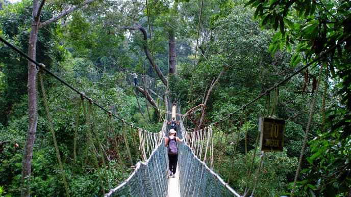 Wandern im Regenwald