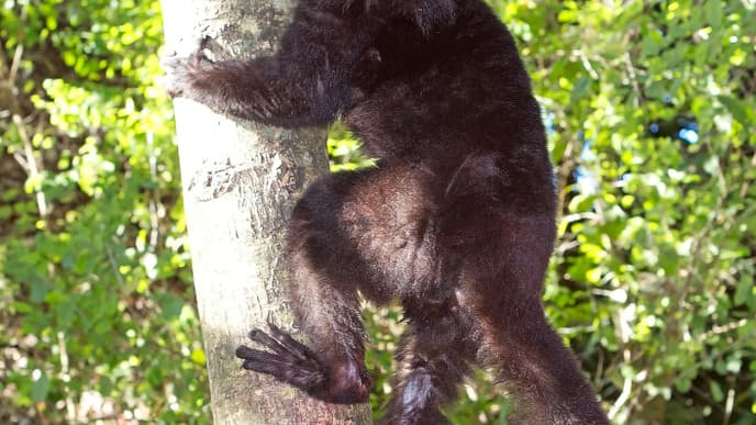 Explore a Lemur Reserve