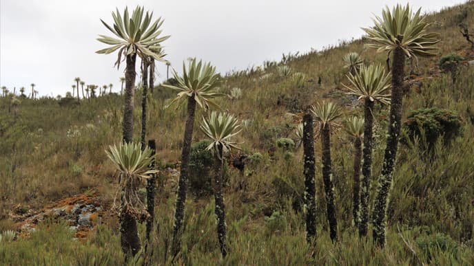 Hiking in the Andes