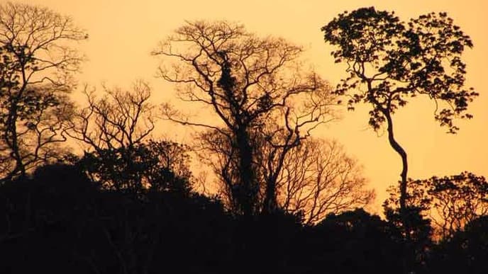 Into the Amazon Jungle