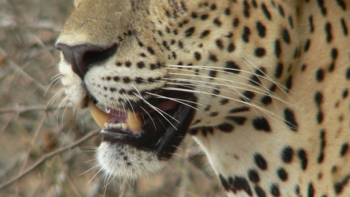 Sri Lankas Tierwelt hautnah