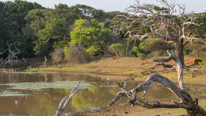 Yala National Park