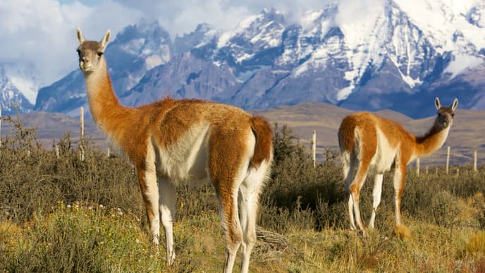Have Some Leisure Time in El Calafate